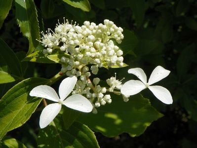 hydrangea pan. Great Star