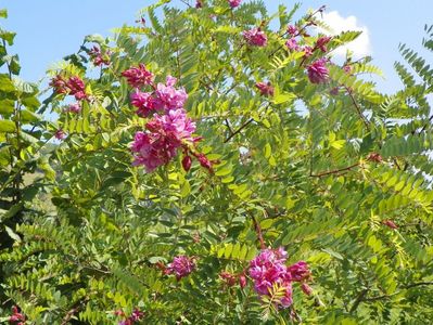 robinia hispida