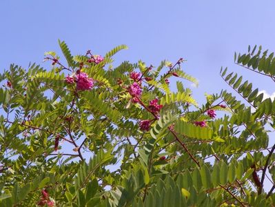 robinia hispida