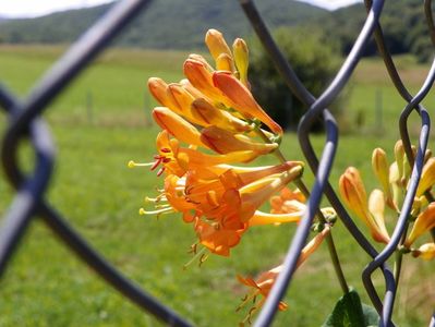 lonicera Golden Trumpet