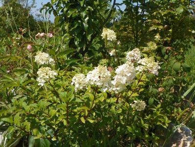 hydrangea pan. Polar Bear