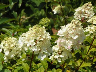 hydrangea pan. Polar Bear