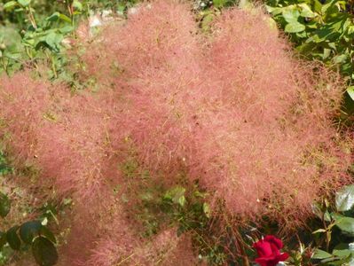 cotinus cogg. Young Lady