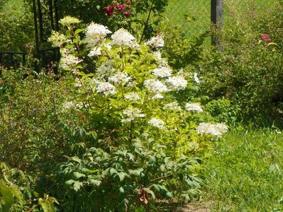 hydrangea pan. Phantom