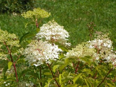 hydrangea pan. Phantom