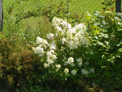 hydrangea pan. Sundae Fraise