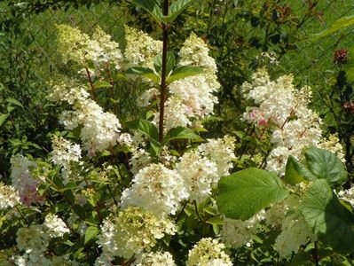 hydrangea pan. Sundae Fraise