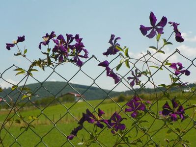 clematis Etoile Violette