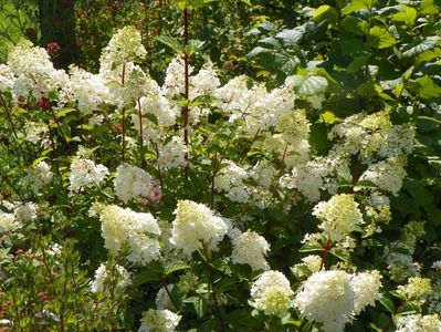 hydrangea pan. Sundae Fraise