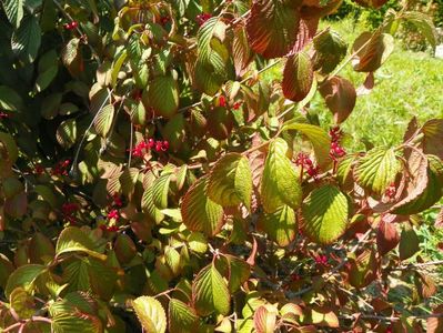 viburnum tomentosum