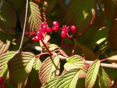 viburnum tomentosum