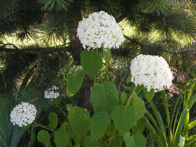 hydrangea arb. Annabell