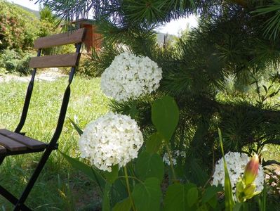 hydrangea arb. Annabell