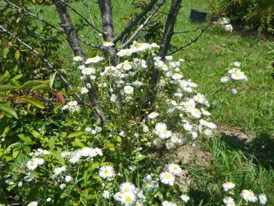 erigeron annuus