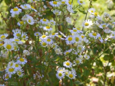 erigeron annuus