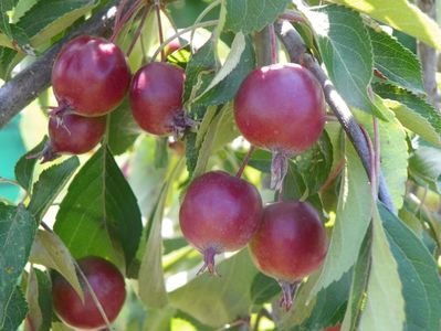 malus Cheal's Weeping