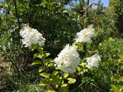 hydrangea pan. Magical Moonlight