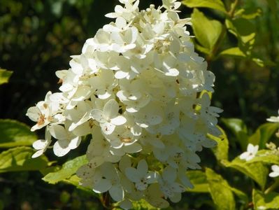 hydrangea pan. Magical Moonlight