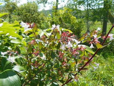 abelia grandiflora