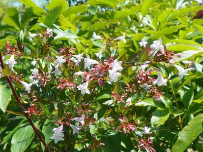 abelia grandiflora