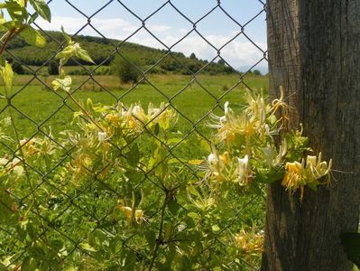 lonicera jap. Mint Crisp