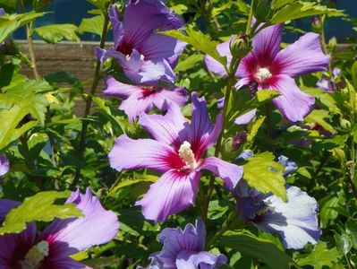 hibiscus syriacus