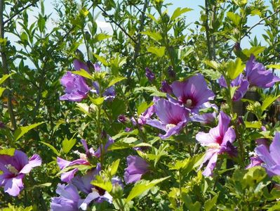 hibiscus syriacus