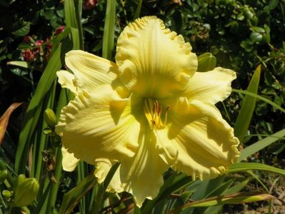 hemerocallis Yazoo Elsie Hintson