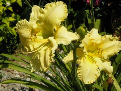 hemerocallis Yazoo Elsie Hintson