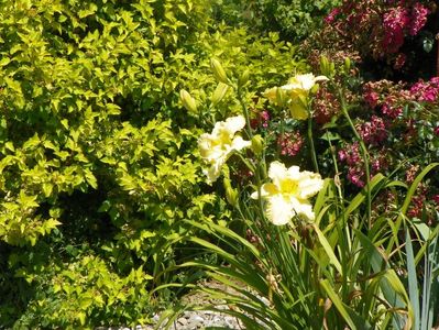 hemerocallis Yazoo Elsie Hintson