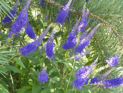 veronica spicata