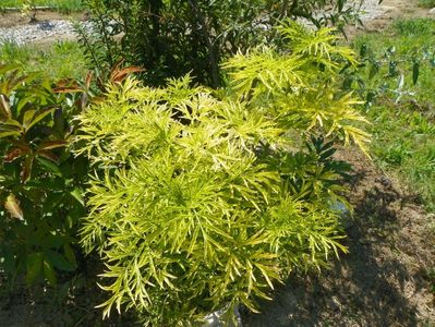 sambucus Golden Tower