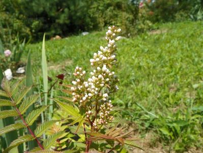 sorbaria sorbifolia Sem