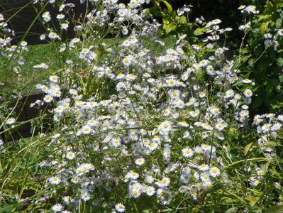 erigeron annuus