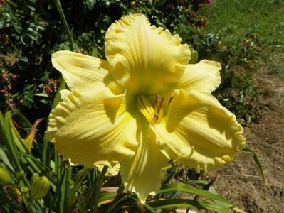 hemerocallis Yazoo Elsie Hintson