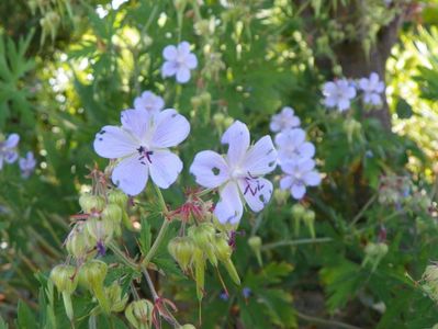 geranium pratense