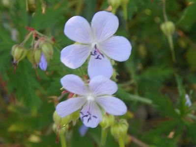 geranium pratense