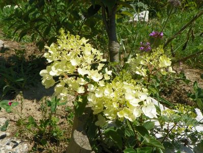 hydrangea pan. Silver Dollar