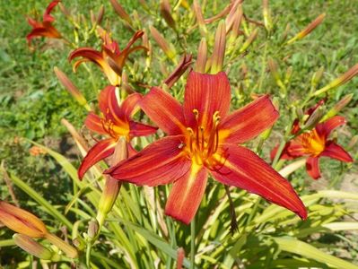 hemerocallis Crimson Pirate