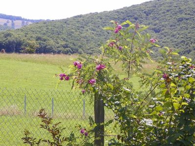 robinia hispida