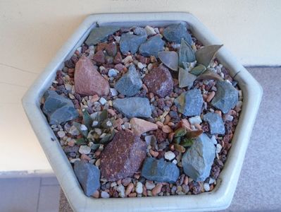 Grup de 4 Ariocarpus; Ariocarpus fissuratus
Ariocarpus fissuratus (bravoanus) v. hintonii
Ariocarpus retusus ssp. panarottoy             
Ariocarpus agavoides
