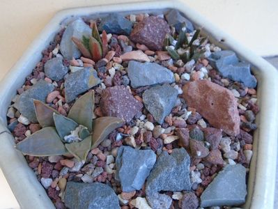 Grup de 4 Ariocarpus; Ariocarpus fissuratus
Ariocarpus fissuratus (bravoanus) v. hintonii
Ariocarpus retusus ssp. panarottoy             
Ariocarpus agavoides
