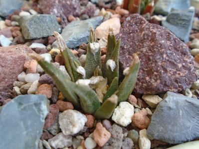 Ariocarpus agavoides