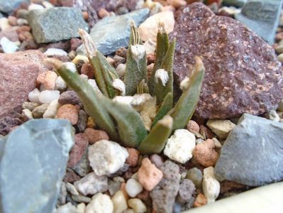 Ariocarpus agavoides