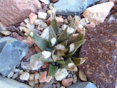 Ariocarpus agavoides