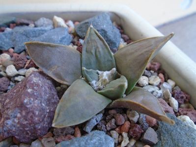 Ariocarpus retusus ssp. panarottoy