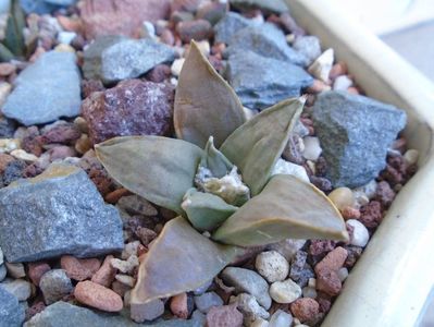 Ariocarpus retusus ssp. panarottoy