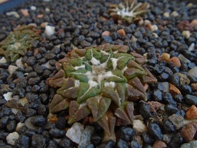 Ariocarpus kotschoubeyanus v. macdowellii