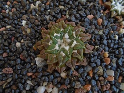 Ariocarpus kotschoubeyanus v. macdowellii