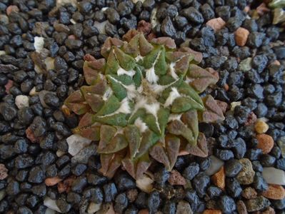 Ariocarpus kotschoubeyanus v. macdowellii